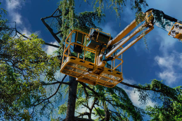 Leaf Removal in Geneva, WA