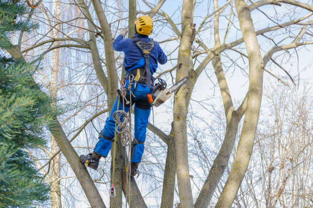 Best Tree Removal  in Geneva, WA