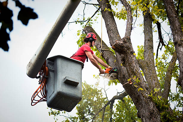 Best Leaf Removal  in Geneva, WA